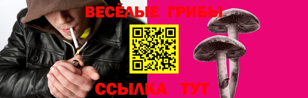 Галлюциногенные грибы Psilocybe Курск